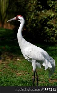 Whooping crane with great markings on his head and face.