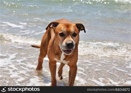 wicked red american pit bull terrier on the background of the sea