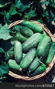 Wicker basket filled with fresh cucumbers picked from field. View from above