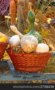 Wicker basket ful of decorative gourd