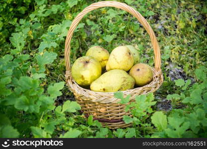 Wicker basket full of ripe yellow pears on green grass.
