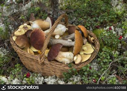 Wicker Basket Full of Various Kinds of Edible Mushrooms in the Forest