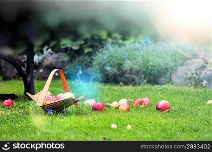 wicker basket with apples in garden