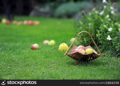 wicker basket with apples in garden