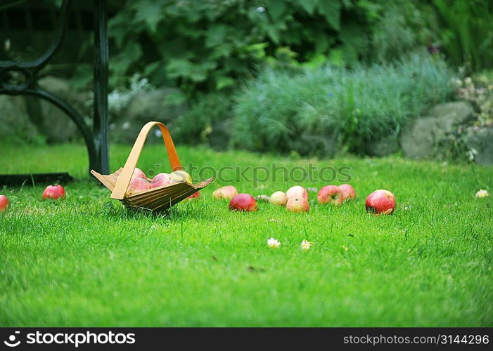 wicker basket with apples in garden