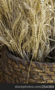 Wicker basket with dry wheat, cereal detail, healthy food, vegan