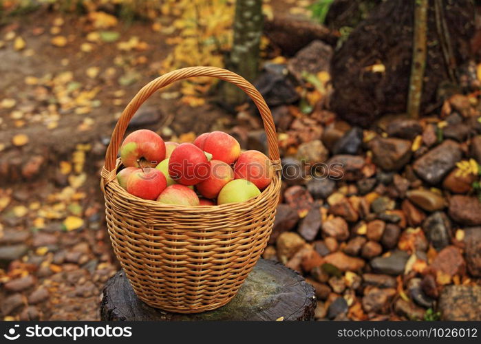 wicker basket with red apples, autumn still life