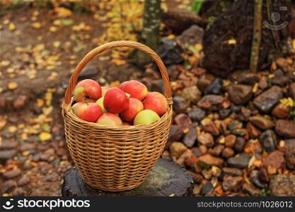 wicker basket with red apples, autumn still life