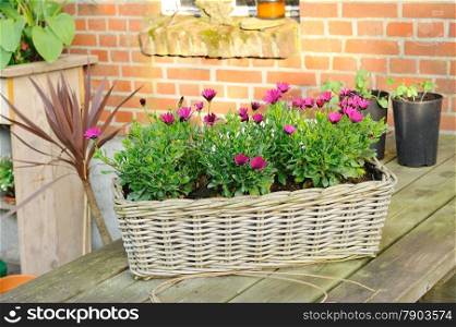 Wicker basket with Spanish daisies on a table