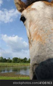Wide angle picture of a New Forest pony