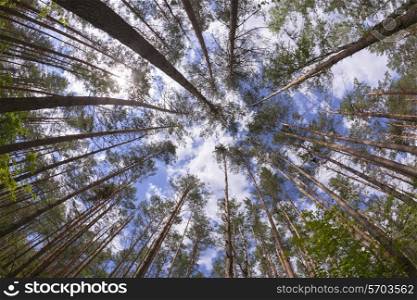 Wide angle view of pine forest with blue sky&#xA;