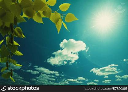 Wide blue skies, birch foliage and sun, abstract natural backgrounds
