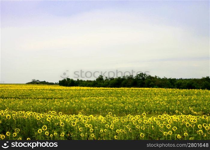 Wide field of sunflowers. The Summertime landsape