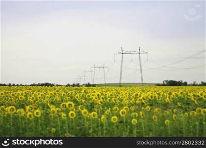 Wide field of sunflowers. The Summertime landsape