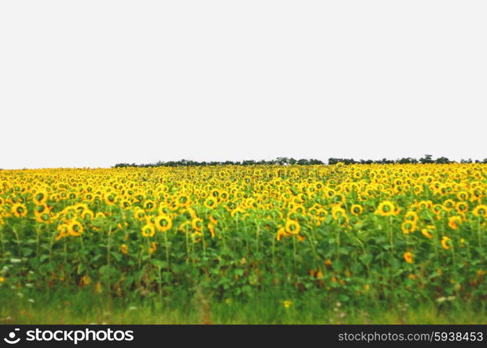 Wide field of sunflowers. The Summertime landsape