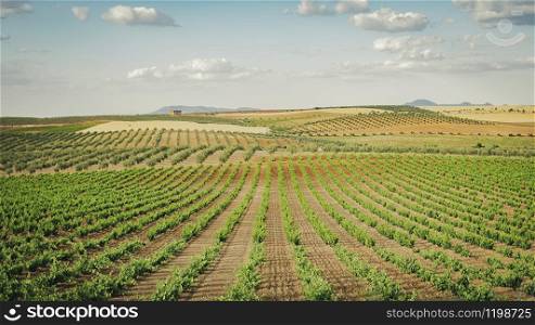 Wide field of vineyards with vines in columns in a still-life landscape in sunny day and with deep horizon view
