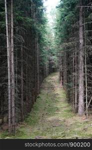 Wide footpath in spurce forest in Denmark