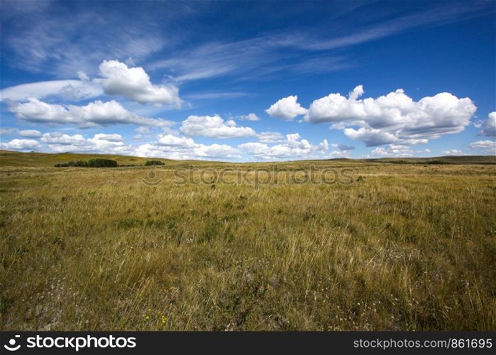 Wide pasture with yellow grass under blue sky