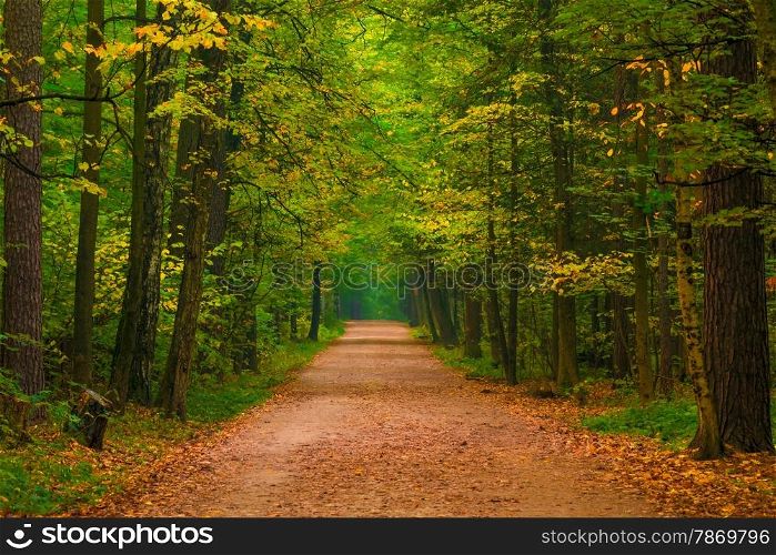 wide path in a beautiful autumn forest