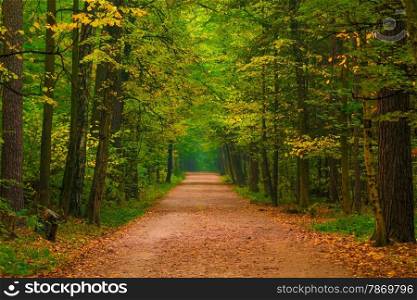 wide path in a beautiful autumn forest