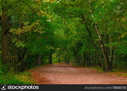 wide path in the autumn forest, morning shooting