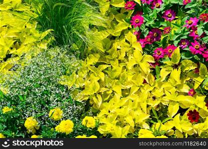 Wide picture spring flowers in flowerbed