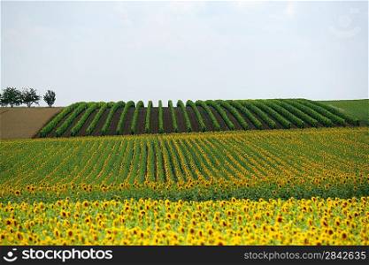 Wide shot of a sunflower field