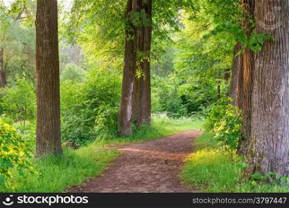wide trail of tall trees in the summer