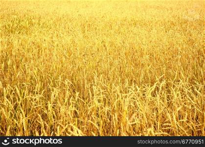 wide wheat field