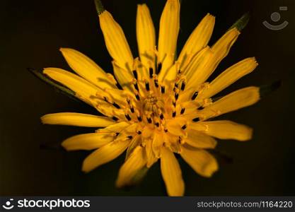 Wiesen Bocksbartblute Makro, dunkler Hintergrund. Meadows Salsify Macro