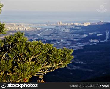 Wiew from a peak of Seoraksan mauntains. Pine tree and Sokcho city on background. South Korea