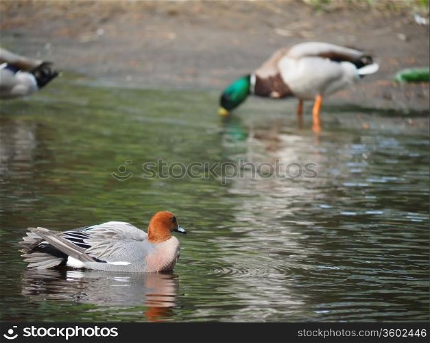 wigeon duck (Anas penelope) on the river