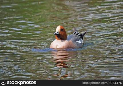 wigeon duck (Anas penelope) on the river