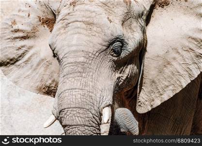 Wild African Elephant Portrait Close Up