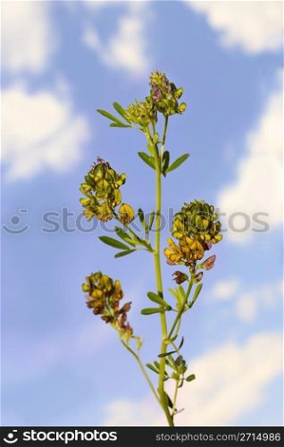 Wild alfalfa at the cloudy sky background