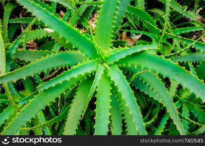 Wild aloe vera plant viewed from above.
