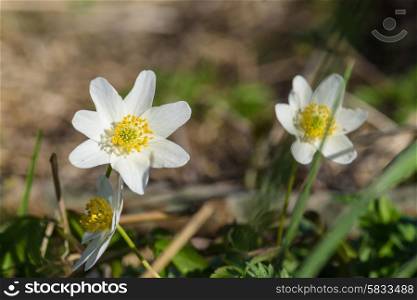 Wild anemone flowers close-up in natural surroundings