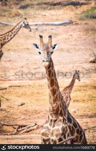Wild animal africa giraffe in the safari park on summer day