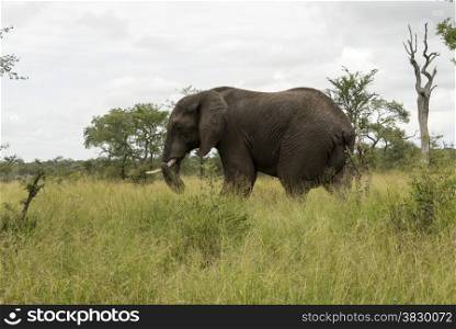 wild animal in kruger national parc south africa