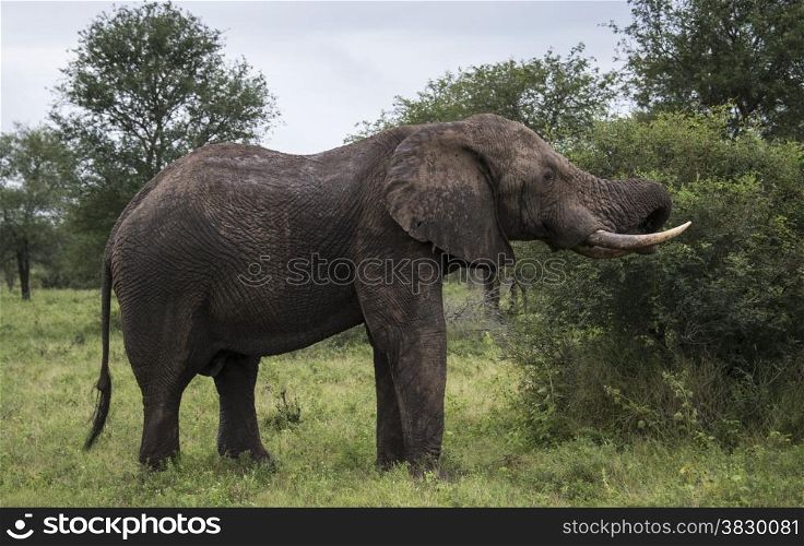 wild animal in kruger national parc south africa