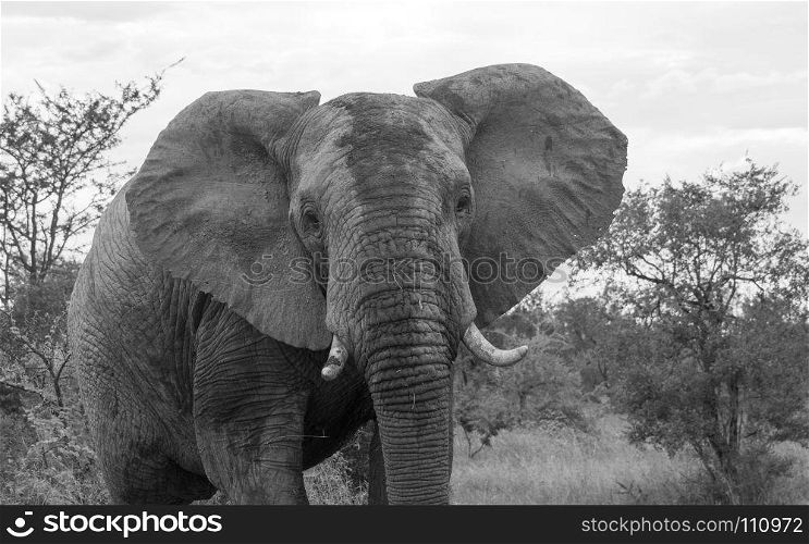 wild animal in kruger national parc south africa in black and white. wild animal in kruger national parc