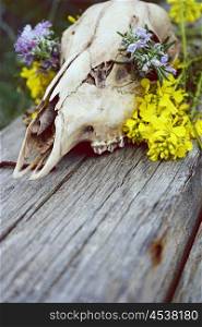 Wild animal skull decorated with flowers