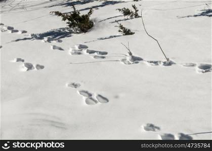 Wild animal traces on snow
