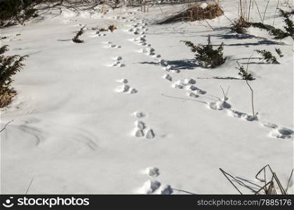 Wild animal traces on white snow surface as background