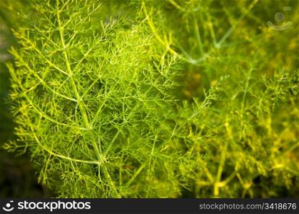 Wild aniseed in lush green branches with shallow depth of field
