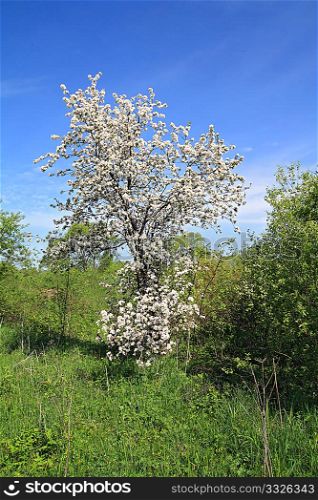 wild aple tree