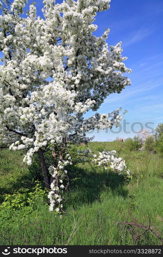 wild aple tree