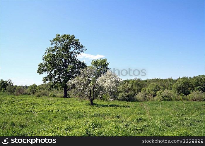 wild aple tree on spring field