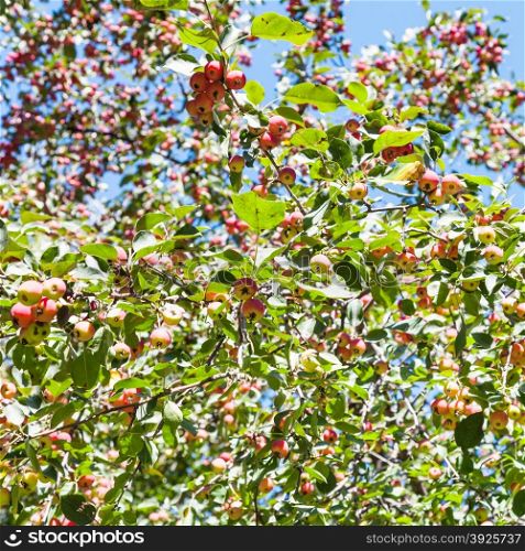 wild apple tree with pink malus apples in forest in summer