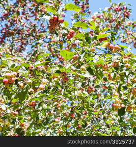 wild apple tree with pink malus apples in forest in summer